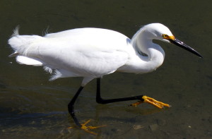 A snowy egret hunts for fish. Note the cartoon yellow feet!