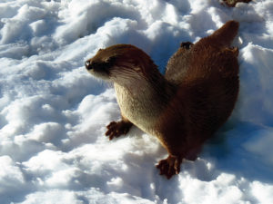 River otter in winter. Photoc credit: https://www.flickr.com/photos/blueridgekitties/